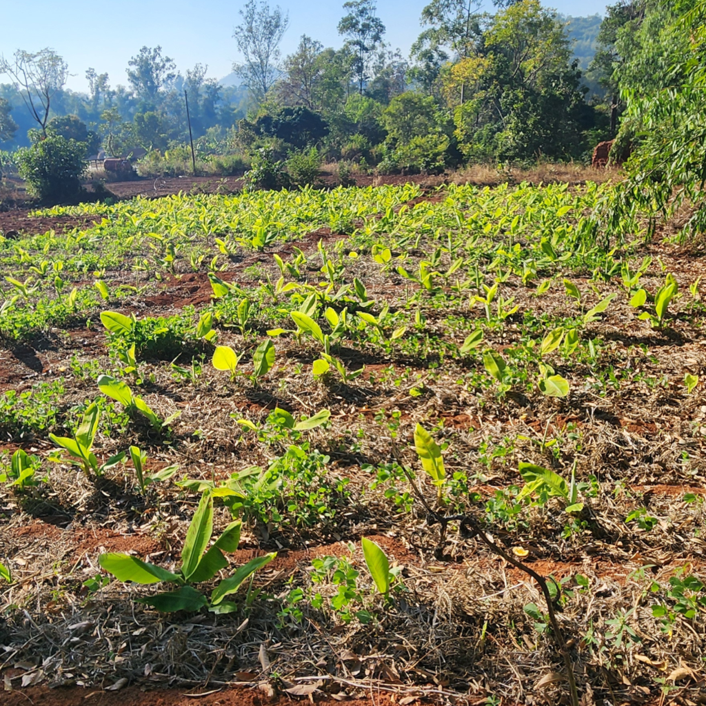 banana plantlets (1)