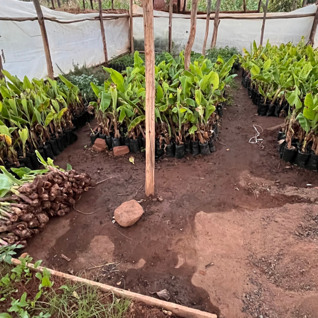 banana plantlets (2)