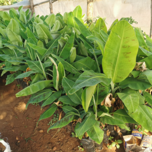 banana plantlets /plant
