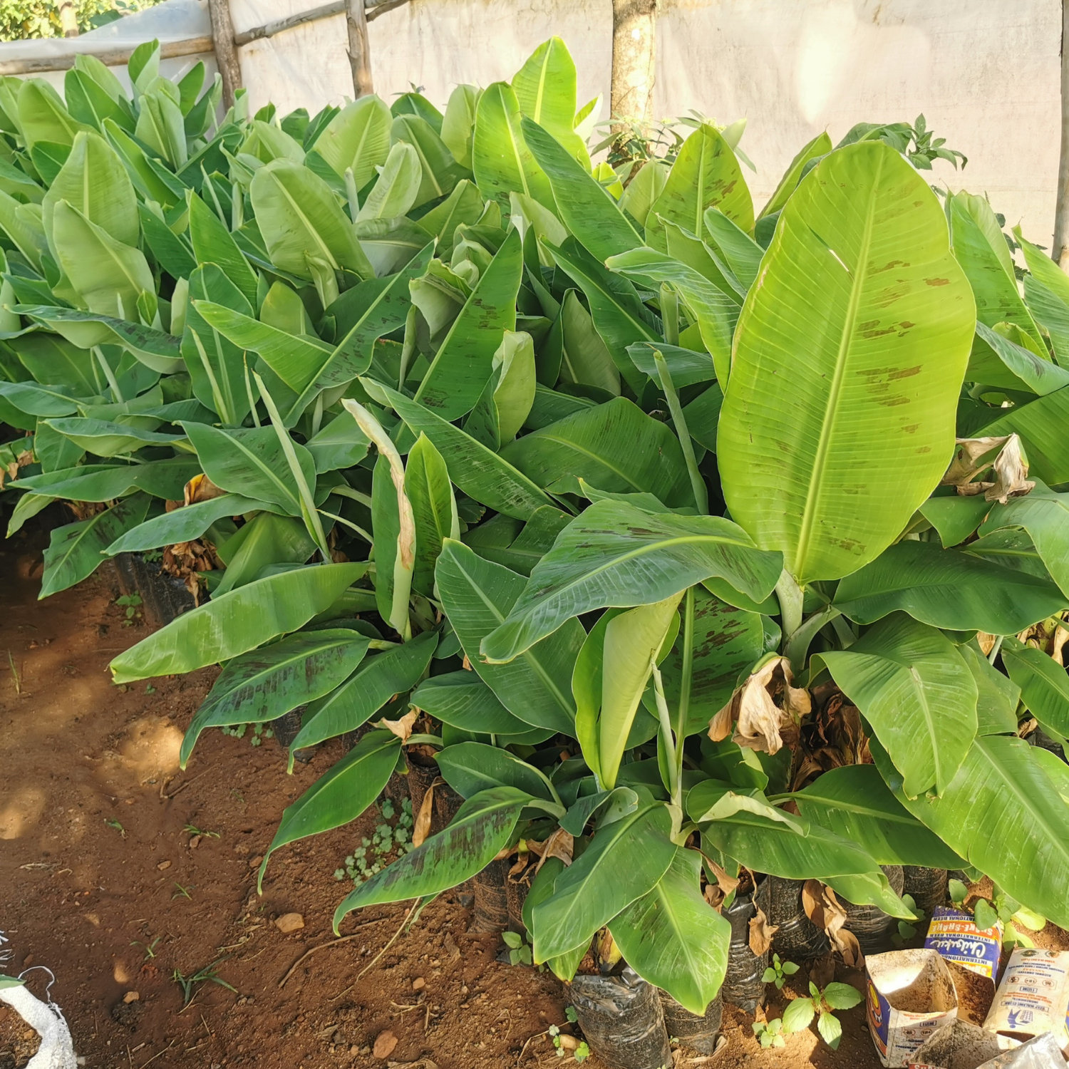 banana plantlets /plant banana plantlets /plant