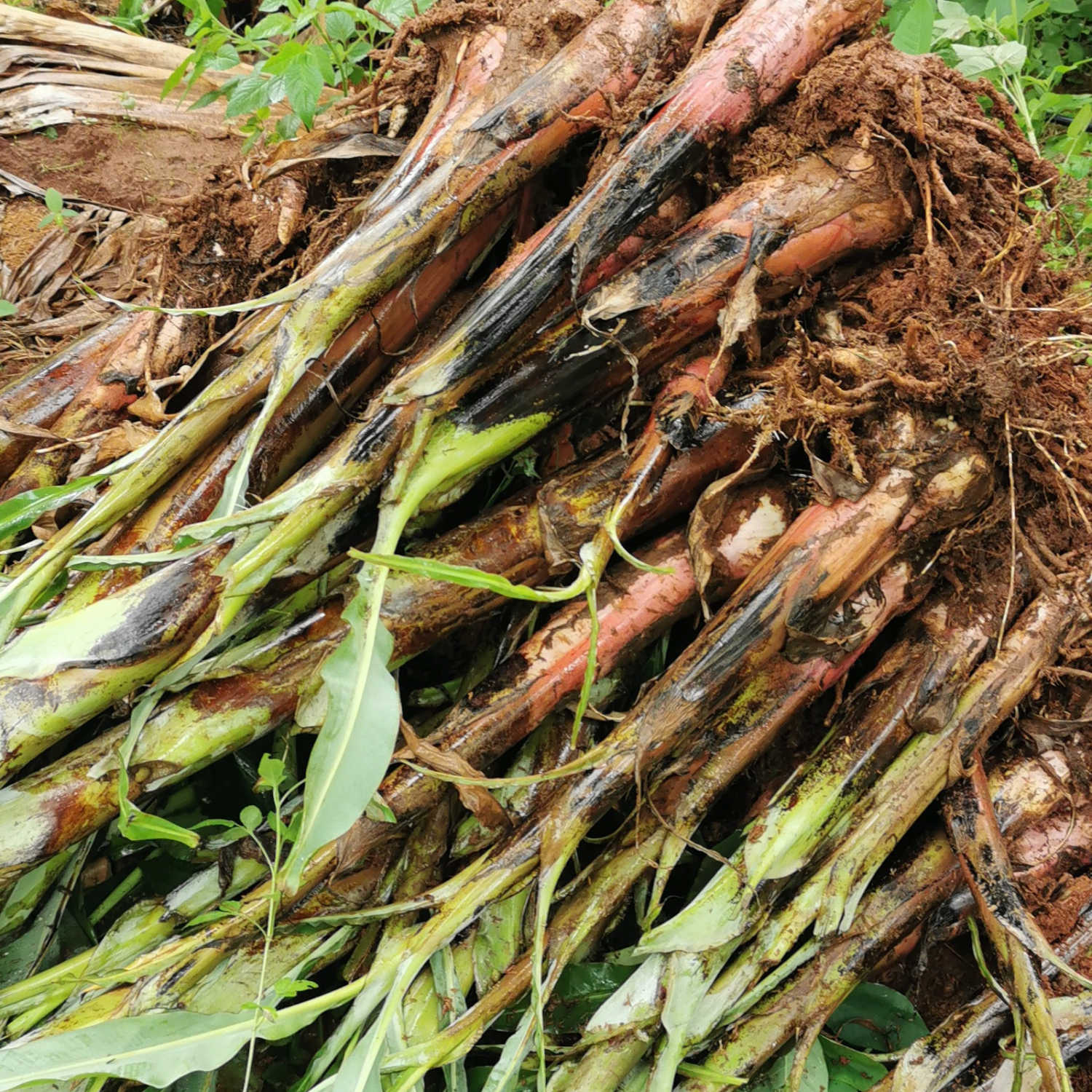 banana suckers /plant banana suckers /plant