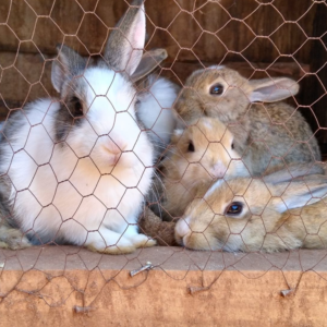 breeder rabbits /rabbit
