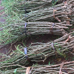 cassava cuttings /bundle