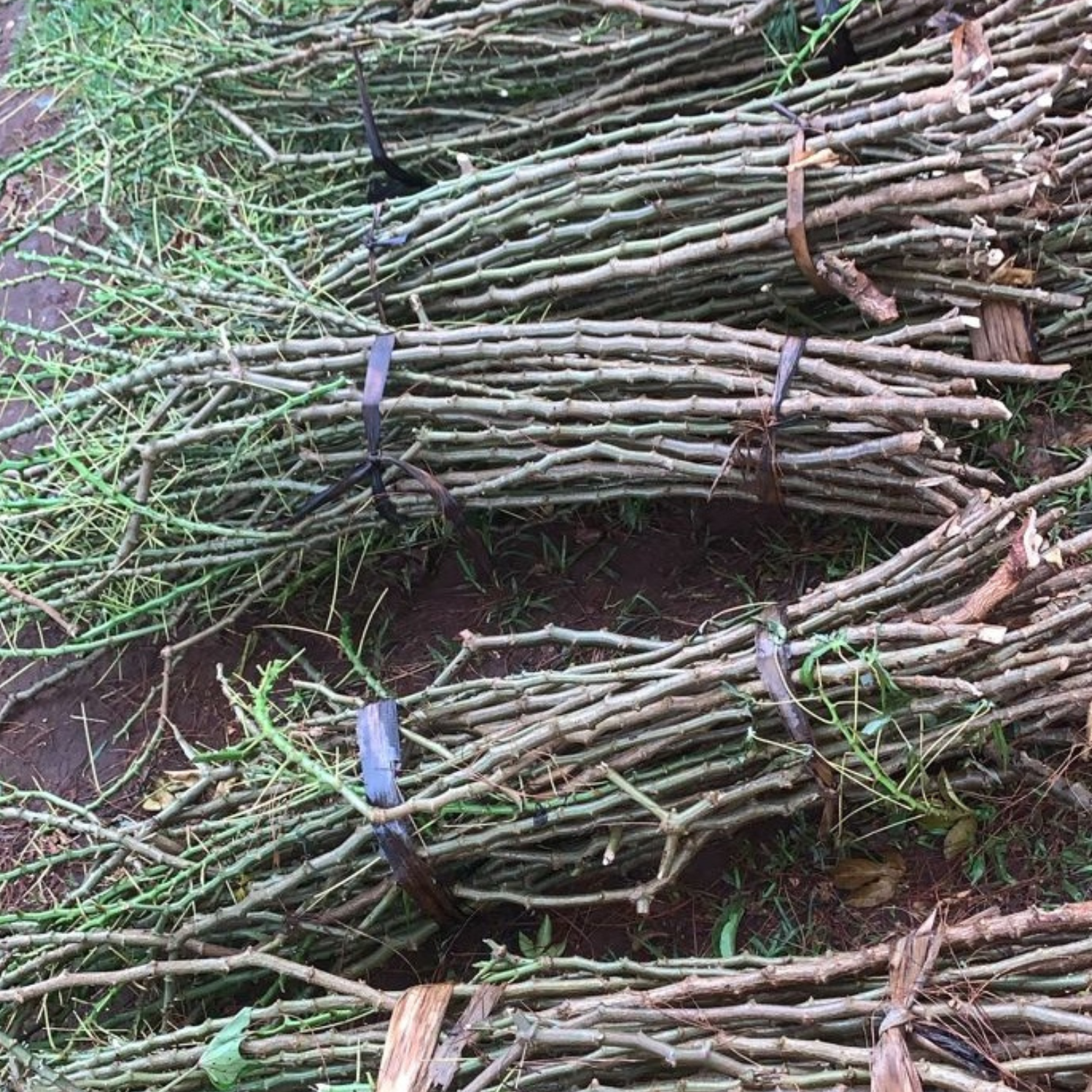 cassava cuttings /bundle cassava cuttings /bundle