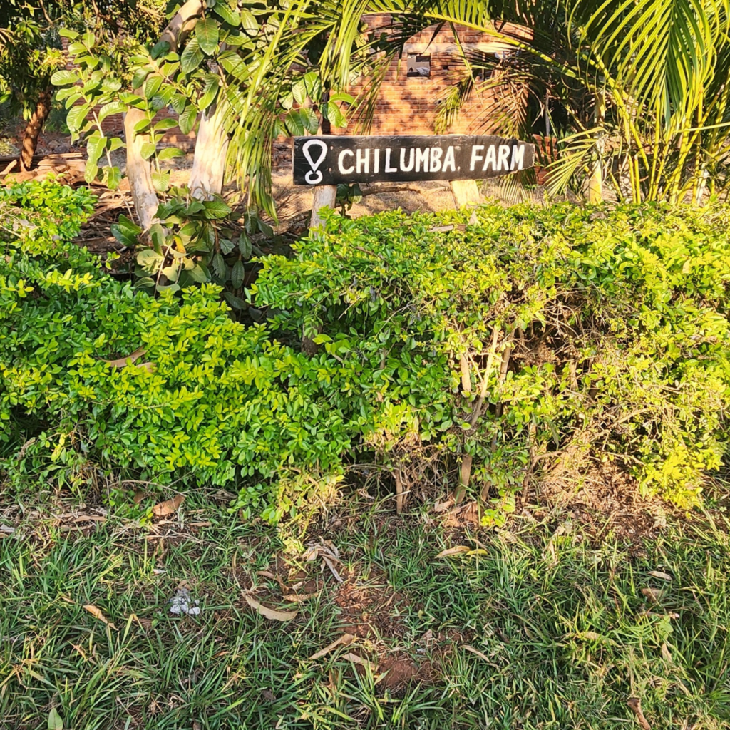 chilumba farm