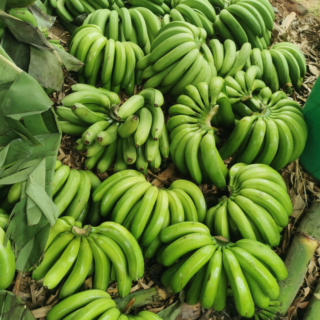 green bananas