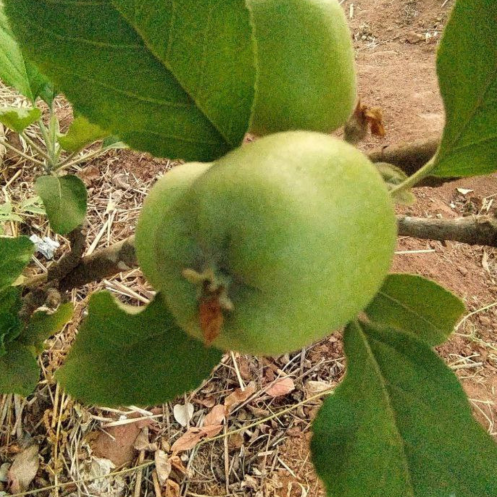 guava