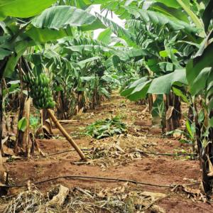 on demand farm setup