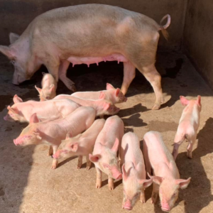 breeder pigs /pig