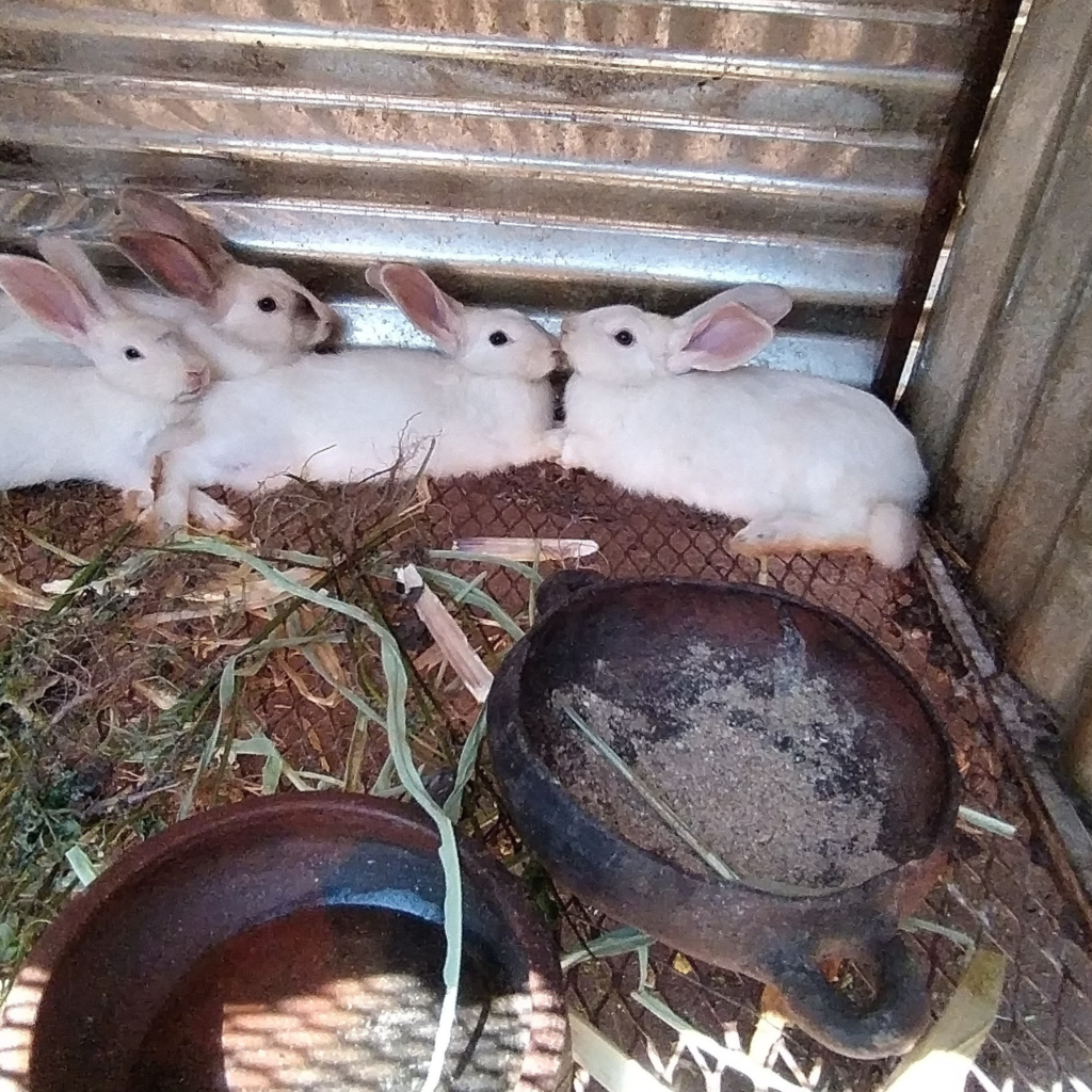 rabbit corner