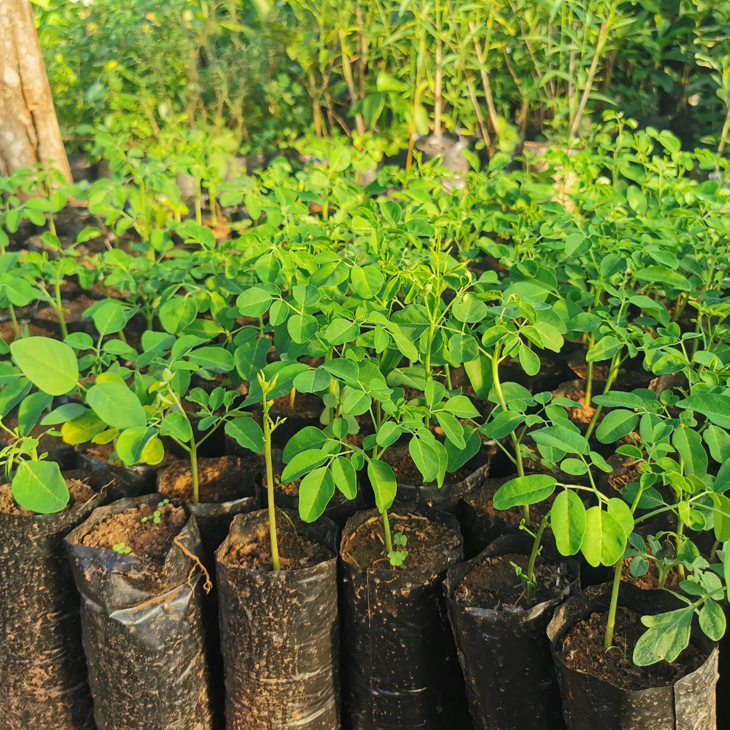 forest tree seedlings per tree forest tree seedlings per tree
