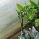 grafted fruits
