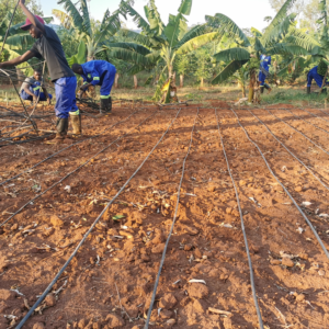 on demabd student practical training