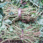 premium orange fleshed sweet potato (ofsp) vines