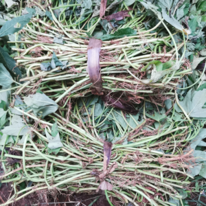 premium orange fleshed sweet potato (ofsp) vines