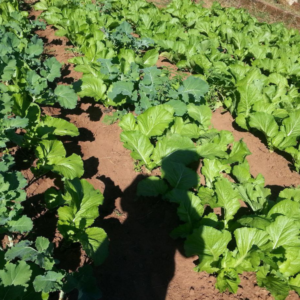 garden fresh seasonal vegetables